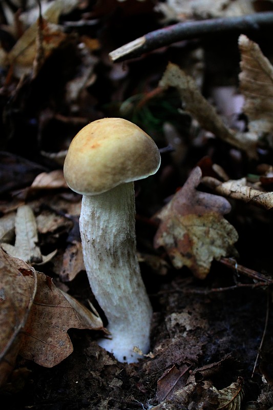 kozák hrabový Leccinum pseudoscabrum (Kallenb.) Šutara