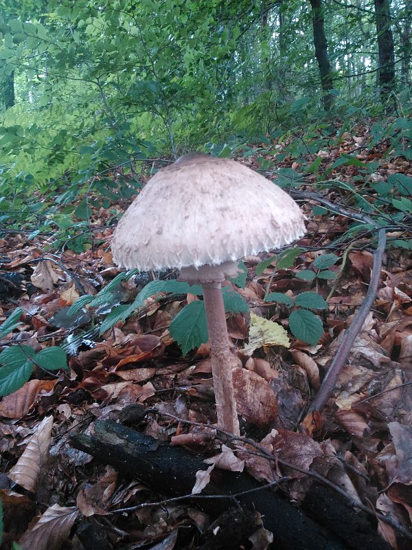 bedľa vysoká Macrolepiota procera (Scop.) Singer