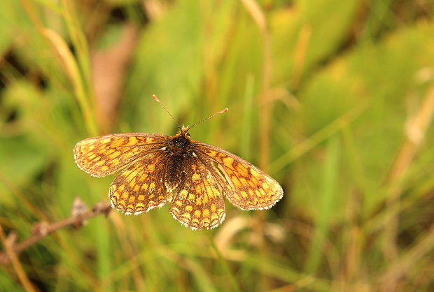 hnedáčik skorocelový Melitaea athalia