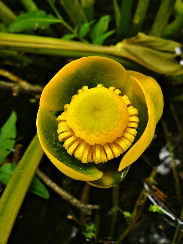 leknica žltá Nuphar lutea (L.) Sm.