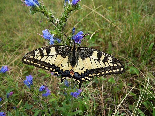 vidlochvost feniklový Papilio machaon