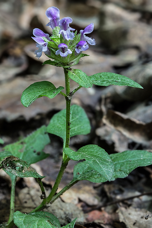 čiernohlávok obyčajný Prunella vulgaris L.