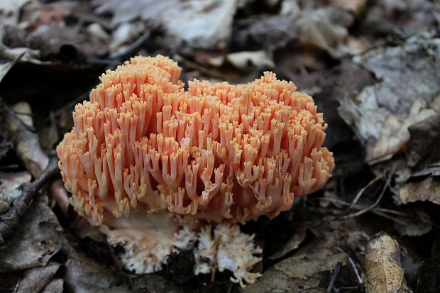 strapačka lososovoružová Ramaria subbotrytis (Coker) Corner