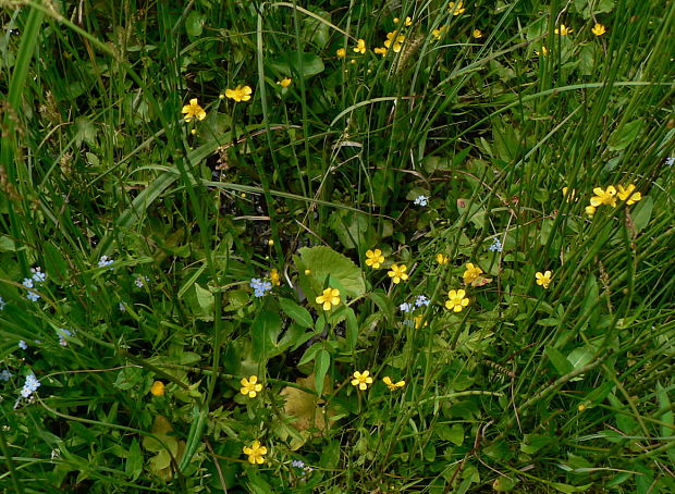 iskerník plamenný Ranunculus flammula L.