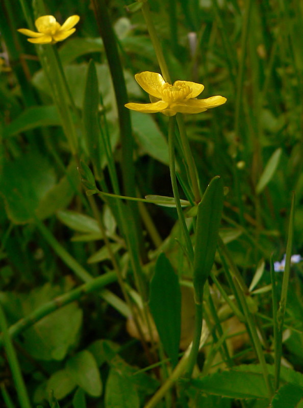 iskerník plamenný Ranunculus flammula L.