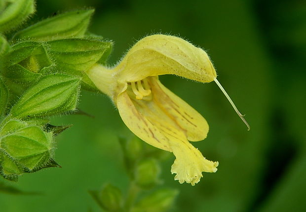 šalvia lepkavá Salvia glutinosa L.