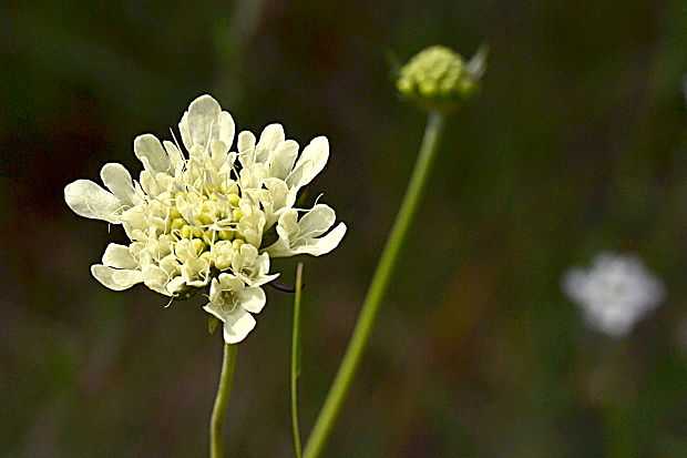 hlaváč žltkastý Scabiosa ochroleuca L.