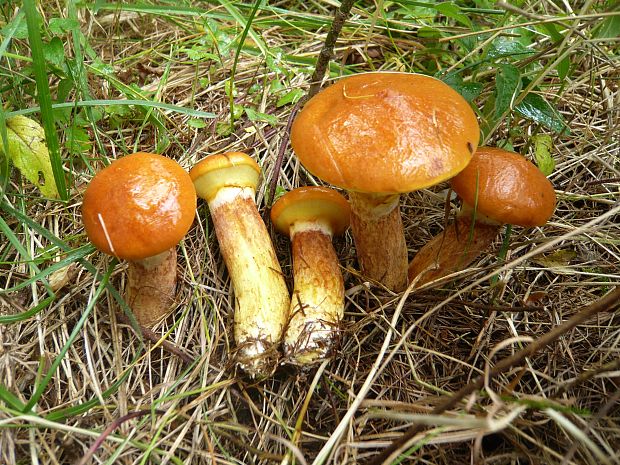 masliak smrekovcový Suillus grevillei (Klotzsch) Singer