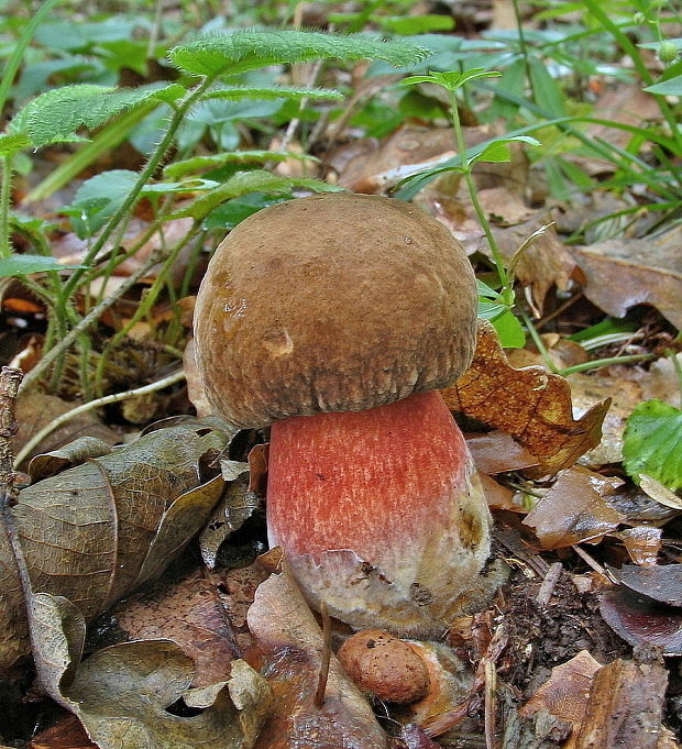 hríb zrnitohlúbikový Sutorius luridiformis (Rostk.) G. Wu & Zhu L. Yang