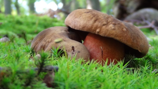 hríb zrnitohlúbikový Sutorius luridiformis (Rostk.) G. Wu & Zhu L. Yang