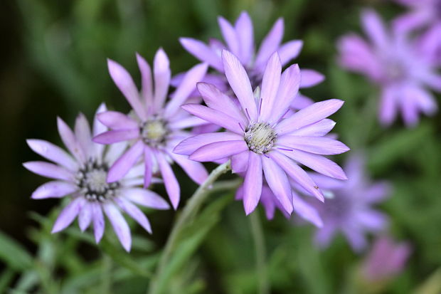 suchokvet ročný Xeranthemum annuum L.