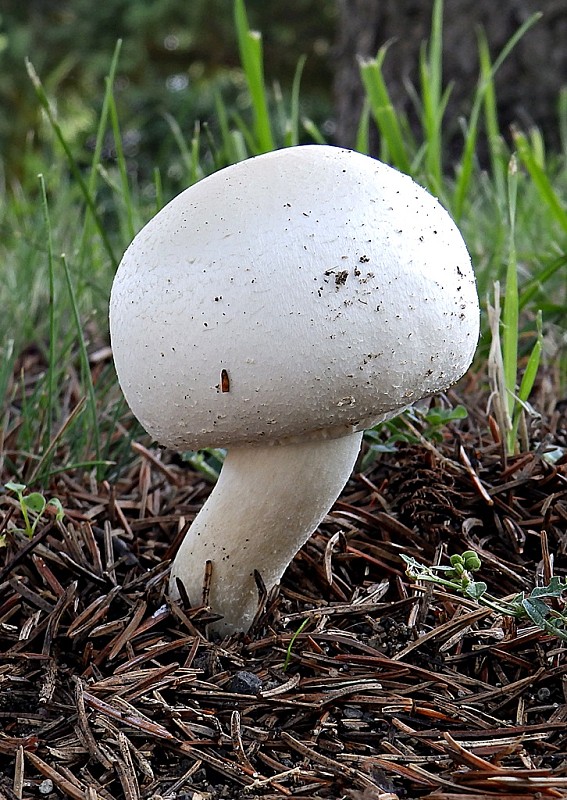 pečiarka snehobiela Agaricus chionodermus Pilát