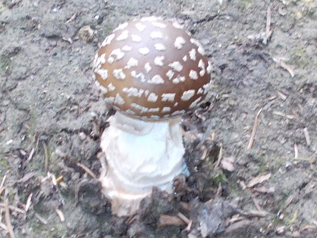 muchotrávka hrubá Amanita excelsa (Fr.) Bertill.