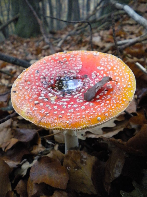 muchotrávka červená Amanita muscaria (L.) Lam.