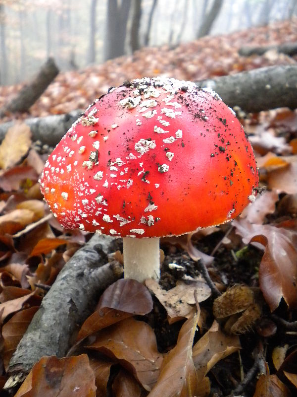 muchotrávka červená Amanita muscaria (L.) Lam.