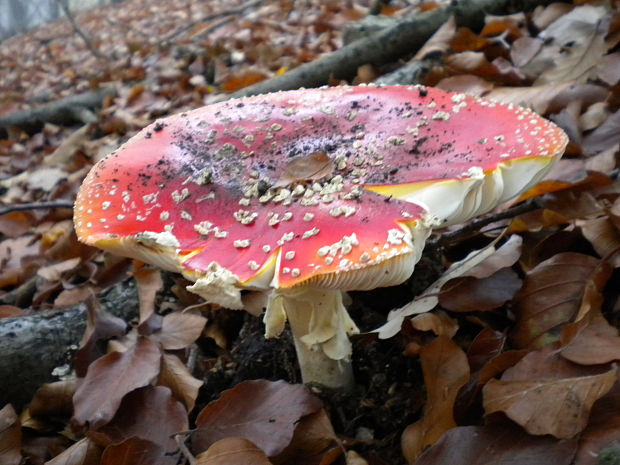 muchotrávka červená Amanita muscaria (L.) Lam.