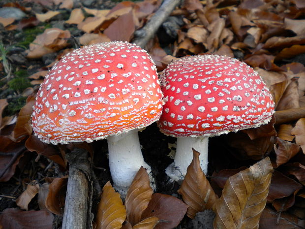 muchotrávka červená Amanita muscaria (L.) Lam.