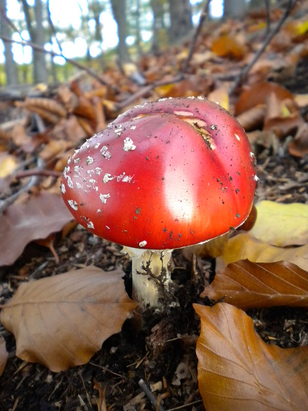 muchotrávka červená Amanita muscaria (L.) Lam.