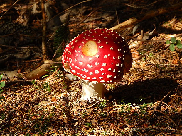 muchotrávka červená Amanita muscaria (L.) Lam.