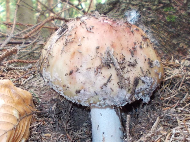 muchotrávka červenkastá Amanita rubescens Pers.