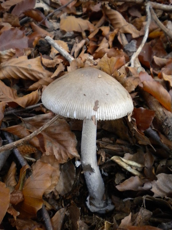 muchotrávka Amanita sp.