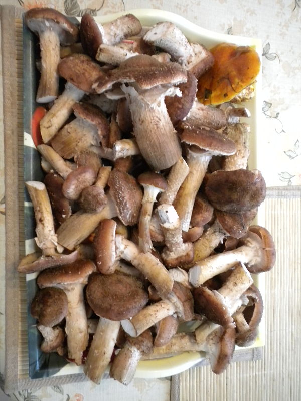 podpňovka Armillaria sp.