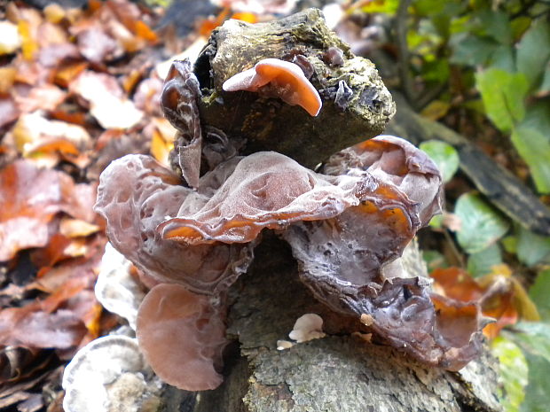 uchovec bazový Auricularia auricula-judae (Bull.) Quél.