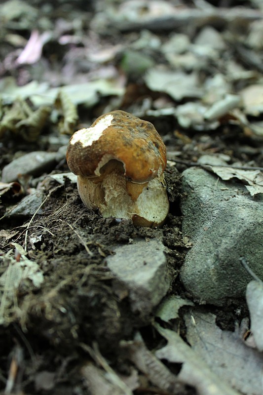 hríb bronzový Boletus aereus Bull. ex Fr.