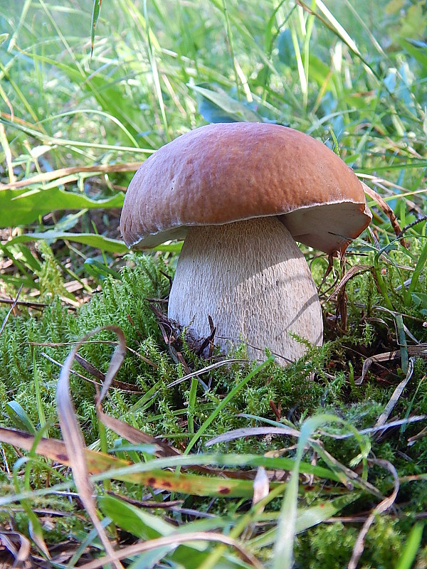 hríb smrekový Boletus edulis Bull.