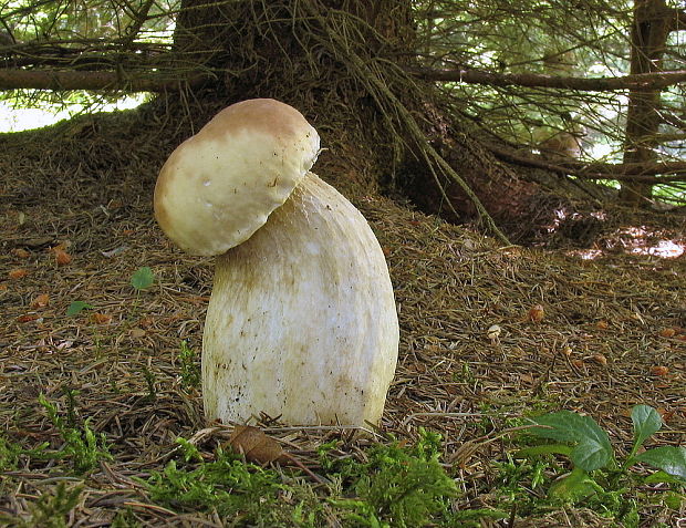 hríb smrekový Boletus edulis Bull.