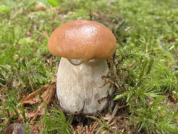 hríb smrekový Boletus edulis Bull.