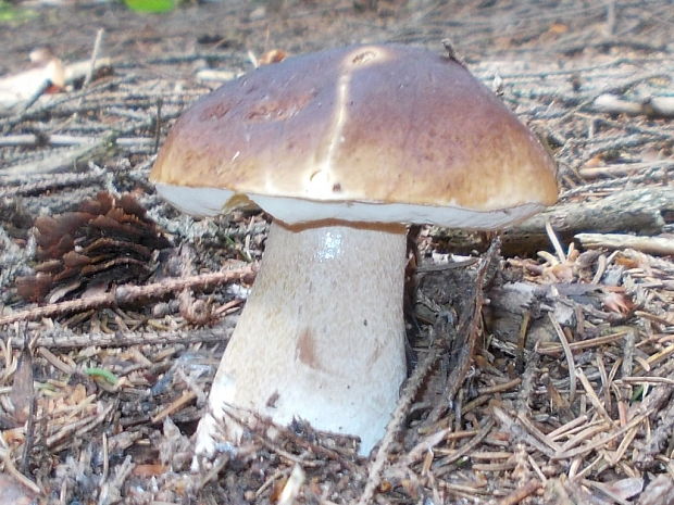 hríb smrekový Boletus edulis Bull.