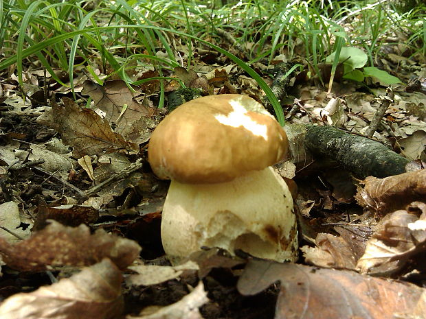 hríb dubový Boletus reticulatus Schaeff.