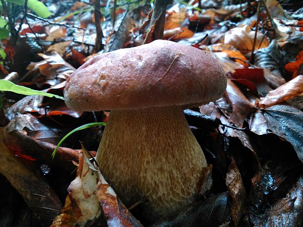 hríb dubový Boletus reticulatus Schaeff.