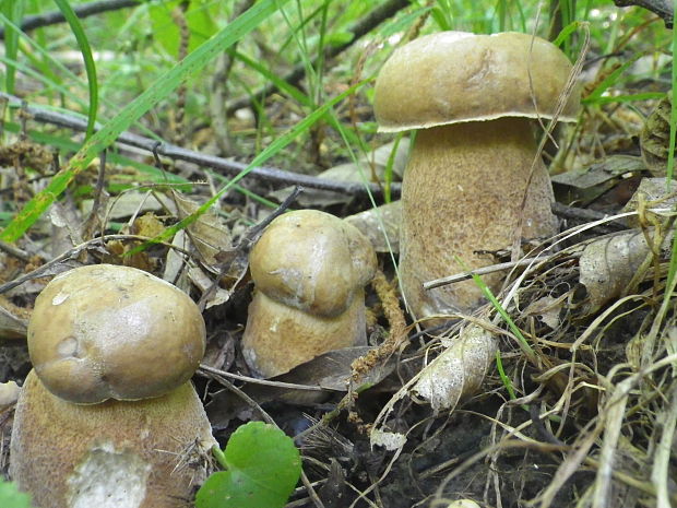 hríb dubový Boletus reticulatus Schaeff.