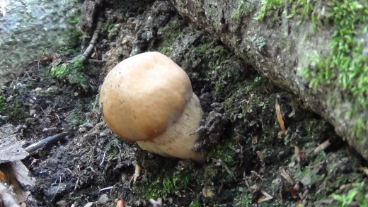 hríb dubový Boletus reticulatus Schaeff.