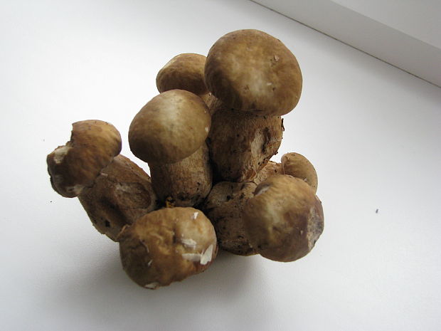 hríb dubový Boletus reticulatus Schaeff.