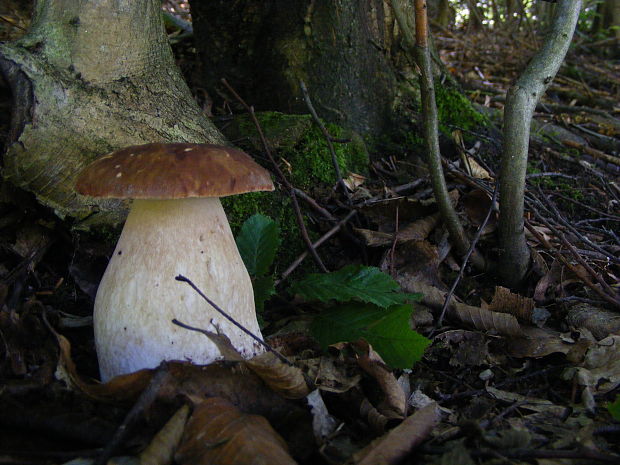 hríb Boletus sp.