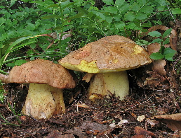 hríb horský Butyriboletus subappendiculatus (Dermek, Lazebn. & J. Veselský) D. Arora & J.L. Frank