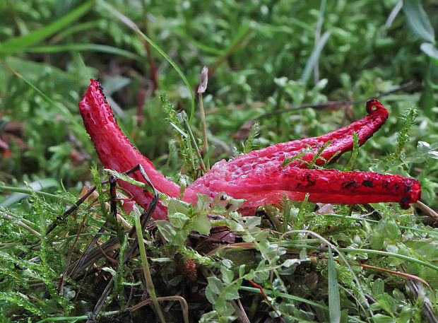 mrežovka kvetovitá Clathrus archeri (Berk.) Dring