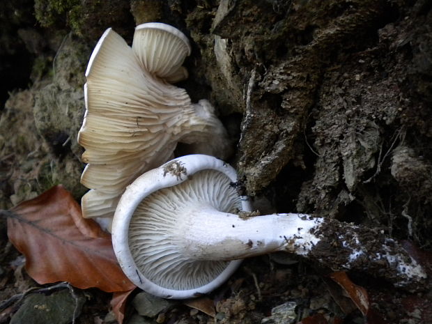 machovka obyčajná Clitopilus prunulus (Scop.) P. Kumm.