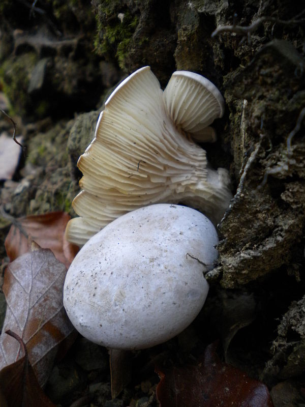 machovka obyčajná Clitopilus prunulus (Scop.) P. Kumm.