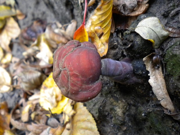 lesklokôrovka obyčajná Ganoderma lucidum (Curtis) P. Karst.