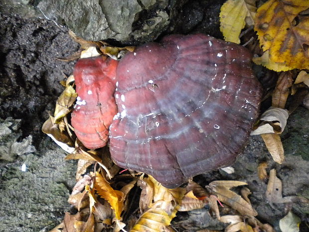 lesklokôrovka obyčajná Ganoderma lucidum (Curtis) P. Karst.