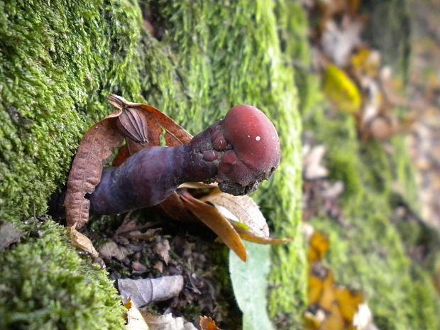 lesklokôrovka obyčajná Ganoderma lucidum (Curtis) P. Karst.