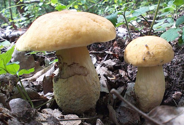 kozák žltopórový Leccinellum crocipodium (Letell.) Della Maggiora & Trassinelli