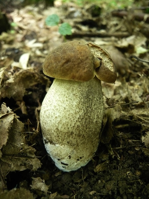 kozák hrabový Leccinum pseudoscabrum (Kallenb.) Šutara