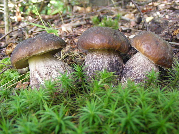 kozák hrabový Leccinum pseudoscabrum (Kallenb.) Šutara