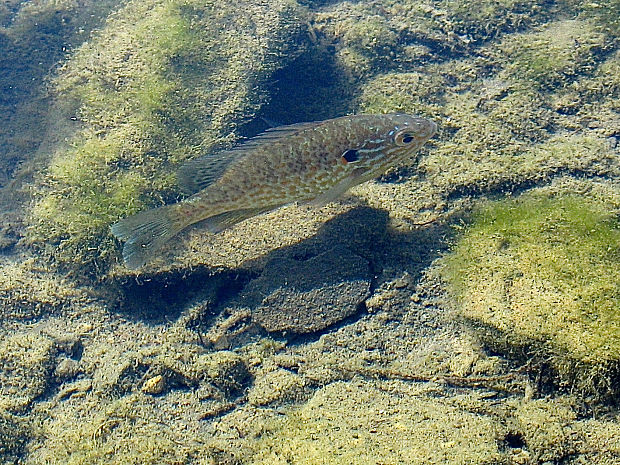 slnečnica pestrá Lepomis gibbosus