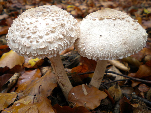 bedľa hustošupinatá Leucoagaricus nympharum (Kalchbr.) Bon